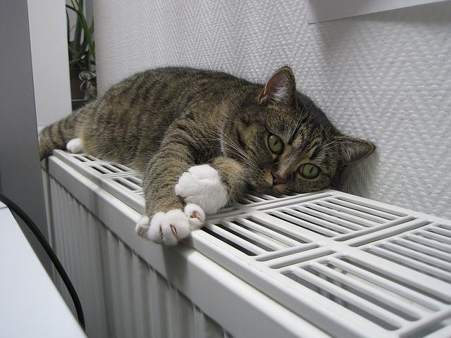 Katze Heizung Pixabay