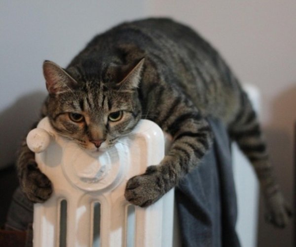 heizkatze