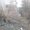 Urwald Brombeer Hecken schneiden