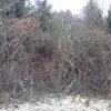 Bild von Brombeerhecken Urwald Schwarzbeeren