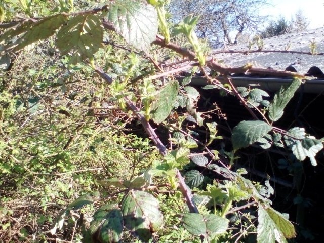 Bild von