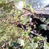 Bild von Brombeerhecke