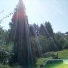 Bild von Tuja