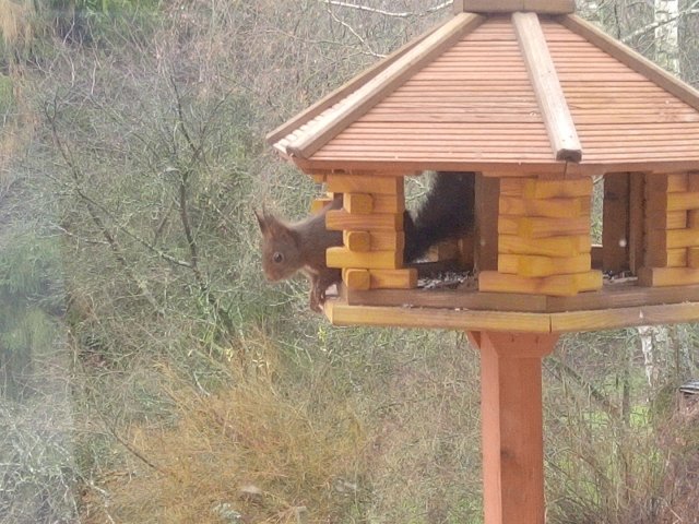 Bild von Eichhörnchen im Vogelhaus