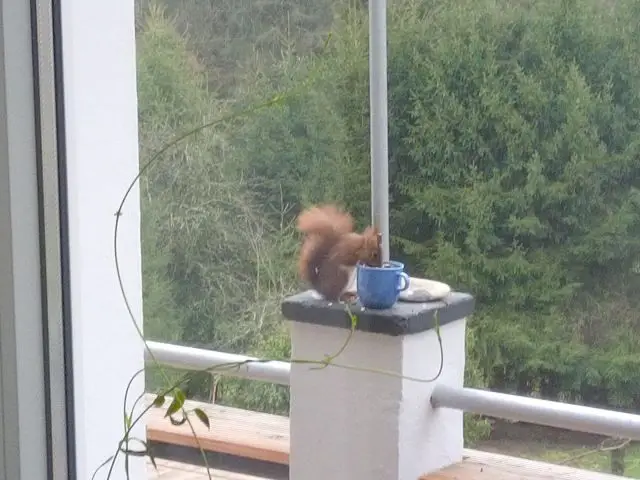 Bild von Eichhörnchen