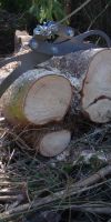 Bild von Holder ED2 Holzzange Baum fällen Brennholz