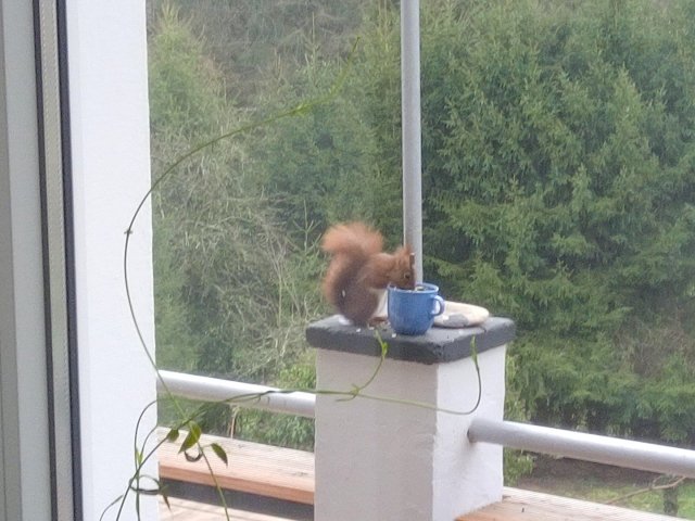 Bild von Eichhörnchen