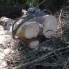 Bild von Holder ED2 Holzzange Baum fällen Brennholz