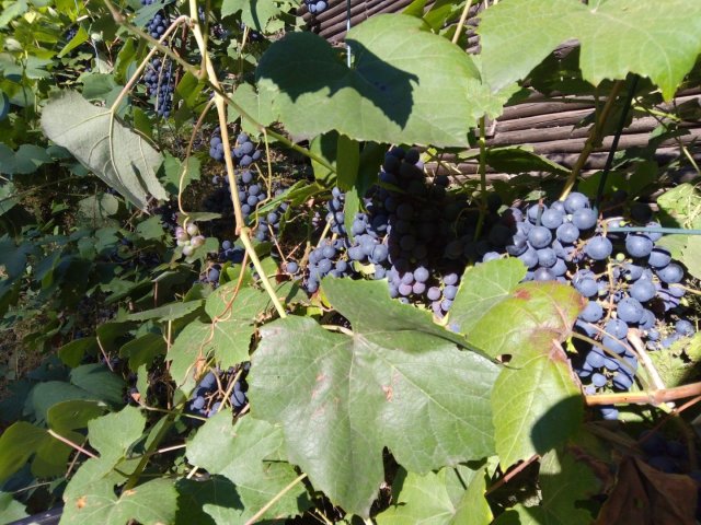 Bild von