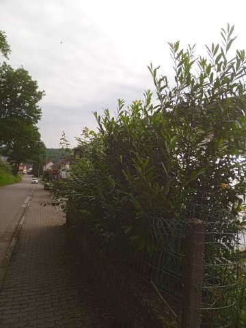 Bild von kirschlorbeer