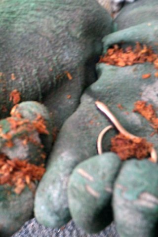 Bild von Blindschleiche